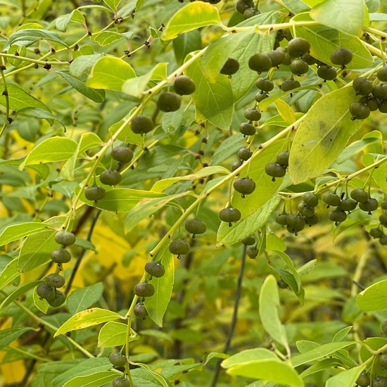 Flueggea suffruticosa: Pflanze im Habitat Garten in der NatureSpots App