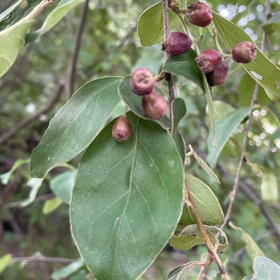 Zwergmispeln: Pflanze im Habitat Garten in der NatureSpots App