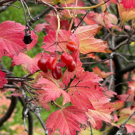 Viburnum opulus: Plant in habitat Garden in the NatureSpots App