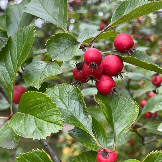 Weißdorne: Pflanze im Habitat Garten in der NatureSpots App