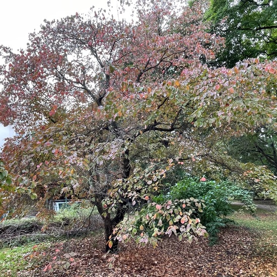 Blüten-Hartriegel: Pflanze im Habitat Garten in der NatureSpots App