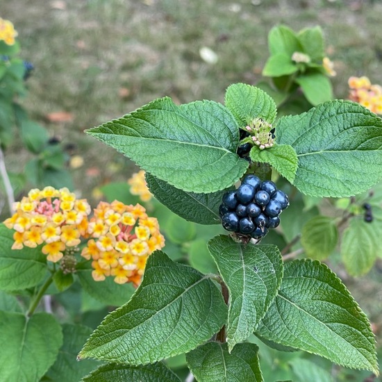 Wandelröschen: Pflanze im Habitat Garten in der NatureSpots App