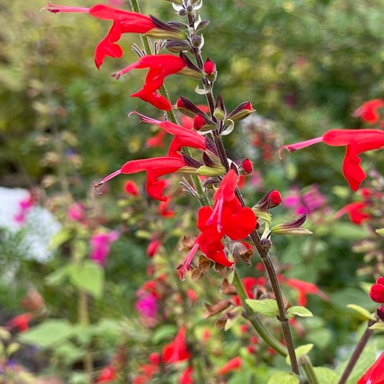 Salvia coccinea: Plant in habitat Garden in the NatureSpots App