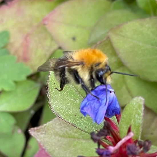 Bombus pascuorum: Animal in habitat Garden in the NatureSpots App