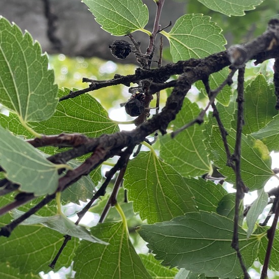 Celtis tournefortii: Plant in habitat Garden in the NatureSpots App