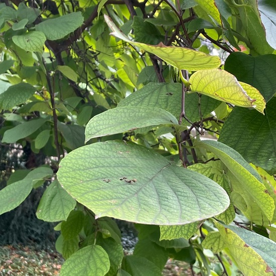 Styrax obassia: Plant in habitat Garden in the NatureSpots App