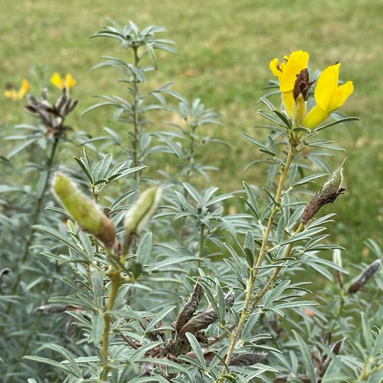 Chamaecytisus austriacus: Plant in habitat Garden in the NatureSpots App