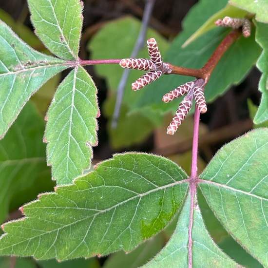 Rhus aromatica: Pflanze im Habitat Garten in der NatureSpots App