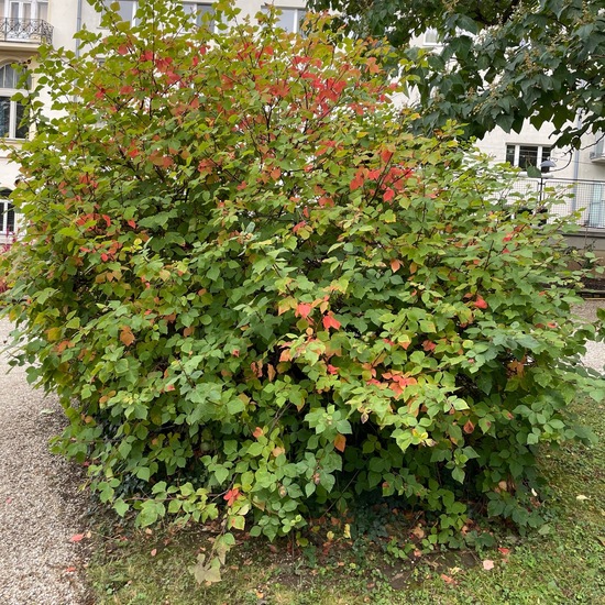 Rhus aromatica: Pflanze im Habitat Garten in der NatureSpots App