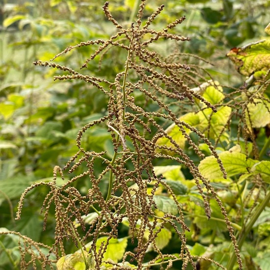 Wald-Geißbart: Pflanze im Habitat Garten in der NatureSpots App