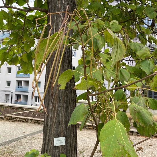 Trompetenbaumgewächse: Pflanze im Habitat Park in der NatureSpots App