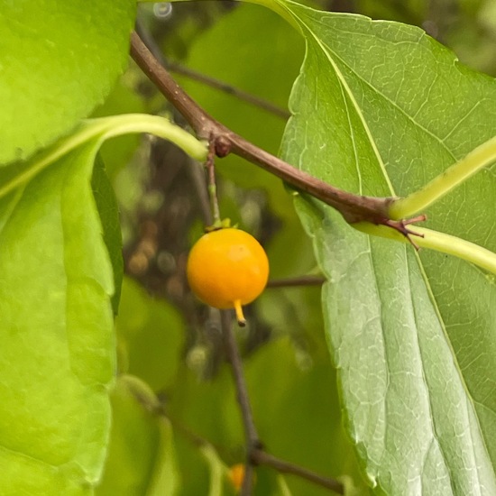 Celastrus orbiculatus: Pflanze im Habitat Garten in der NatureSpots App