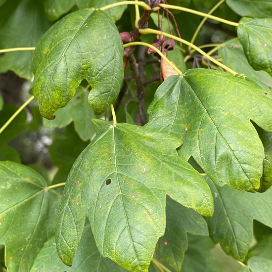 Acer hyrcanum subsp. intermedium: Pflanze im Habitat Garten in der NatureSpots App