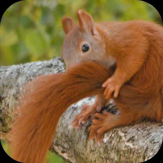 Red squirrel: Animal in nature in the NatureSpots App