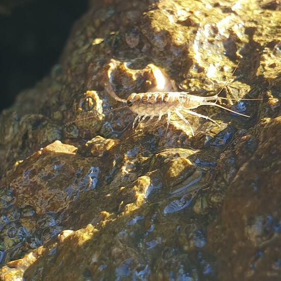 Klippenassel: Tier im Habitat Sandküste in der NatureSpots App