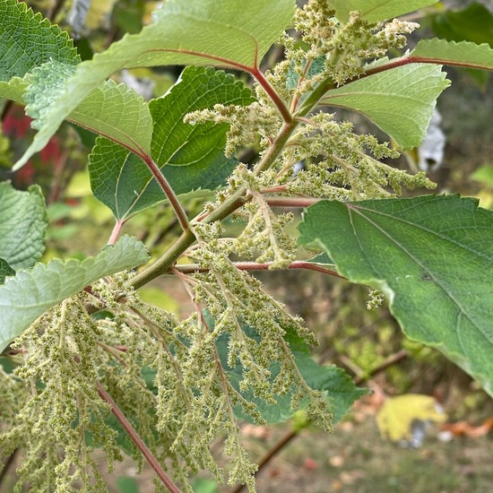 Boehmeria nivea var. nipononivea: Pflanze im Habitat Garten in der NatureSpots App