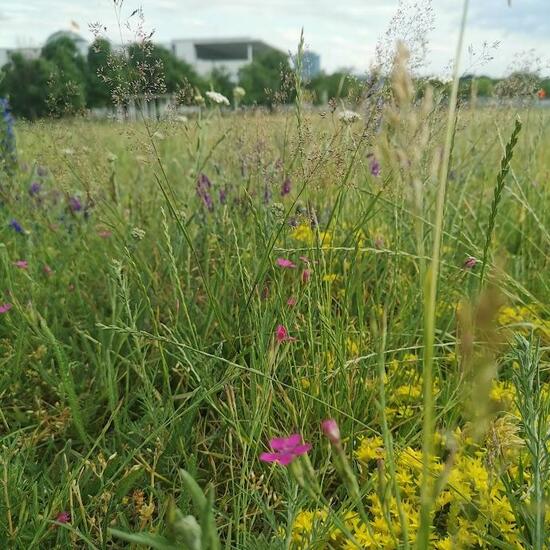 Landschaft: Stadt und Garten im Habitat Anderes Stadthabitat in der NatureSpots App