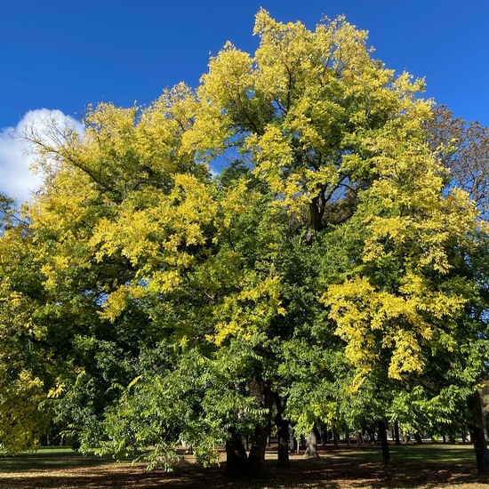 Amerikanischer Zürgelbaum: Pflanze im Habitat Park in der NatureSpots App