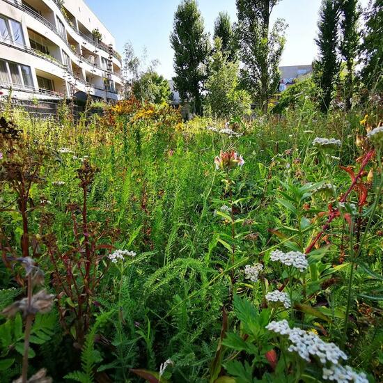 Landschaft: Stadt und Garten im Habitat Anderes Stadthabitat in der NatureSpots App