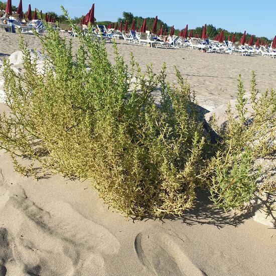 Eine unbekannte Art: Pflanze im Habitat Sandküste in der NatureSpots App