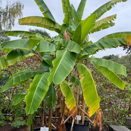 Japanische Faserbanane: Pflanze im Habitat Garten in der NatureSpots App