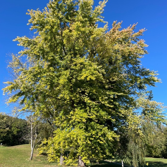 Acer saccharinum: Plant in habitat Park in the NatureSpots App