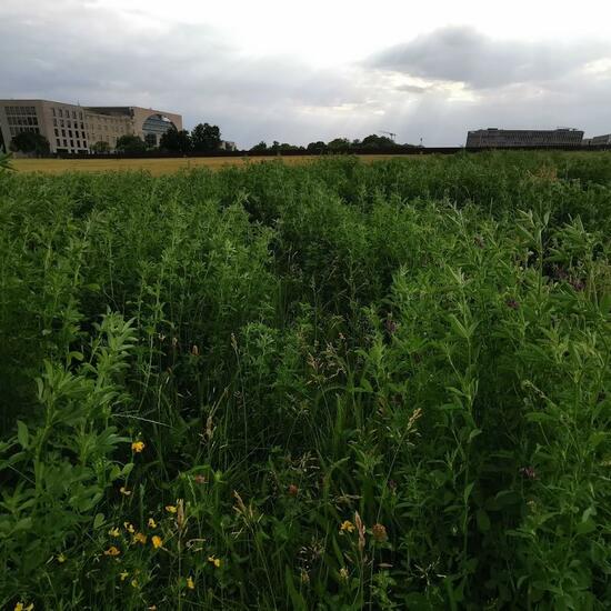 Landschaft: Stadt und Garten im Habitat Anderes Stadthabitat in der NatureSpots App