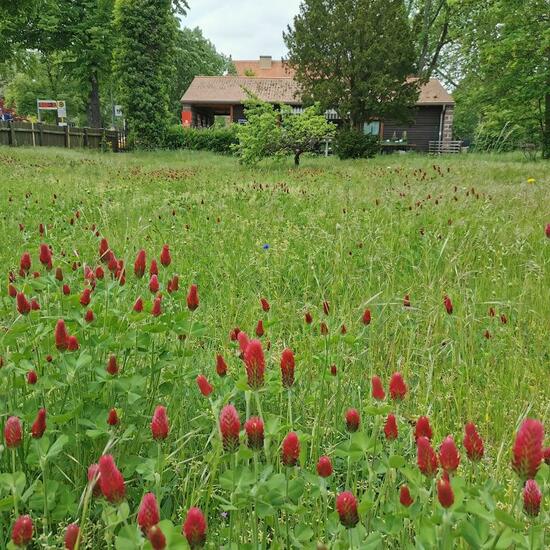 Landschaft: Stadt und Garten im Habitat Anderes Stadthabitat in der NatureSpots App