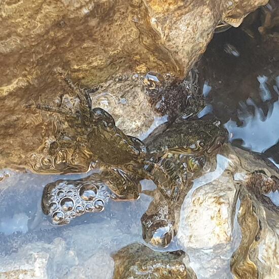 Gemeine Strandkrabbe: Tier im Habitat Sandküste in der NatureSpots App