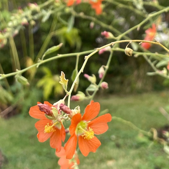 Sphaeralcea coccinea subsp. coccinea: Plant in habitat Garden in the NatureSpots App