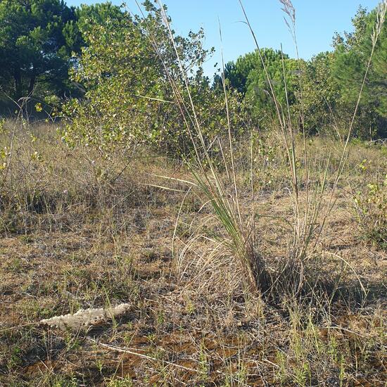 Eine unbekannte Art: Pflanze im Habitat Düne in der NatureSpots App