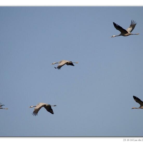 Kranich: Tier im Habitat See in der NatureSpots App