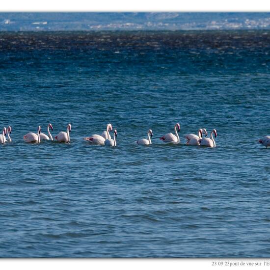 Greater Flamingo: Animal in nature in the NatureSpots App