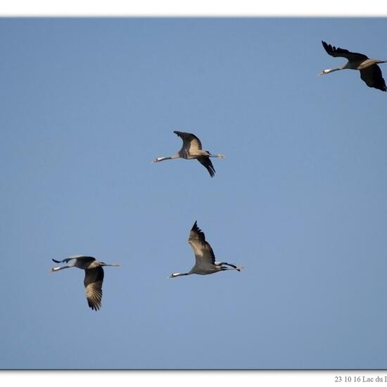 Kranich: Tier im Habitat See in der NatureSpots App