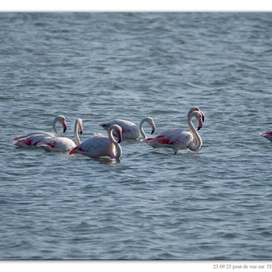 Greater Flamingo: Animal in nature in the NatureSpots App