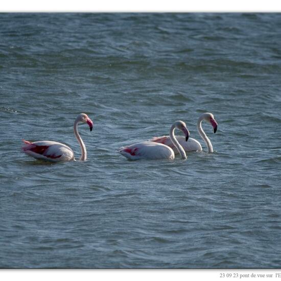 Greater Flamingo: Animal in nature in the NatureSpots App