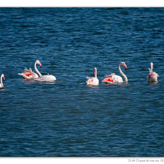 Greater Flamingo: Animal in nature in the NatureSpots App