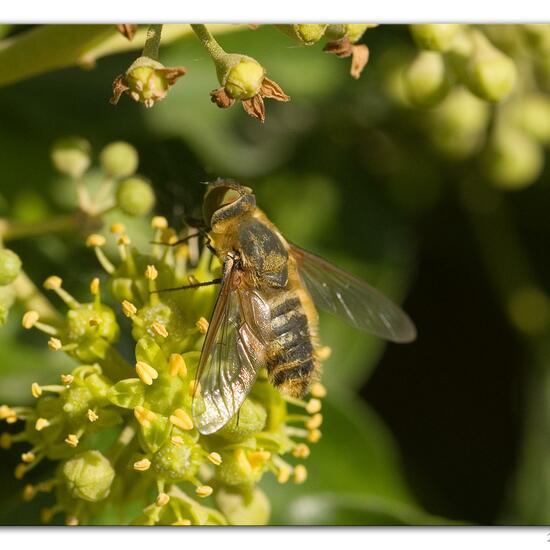 Hottentottenfliege: Tier in der Natur in der NatureSpots App