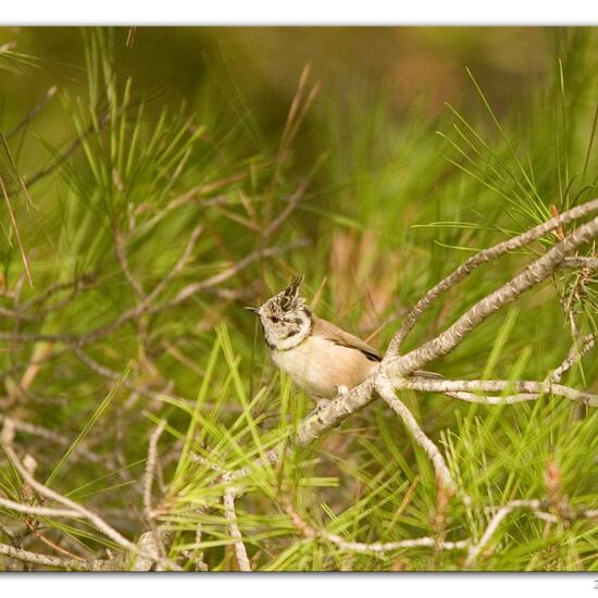 Haubenmeise: Tier im Habitat Hinterhof in der NatureSpots App