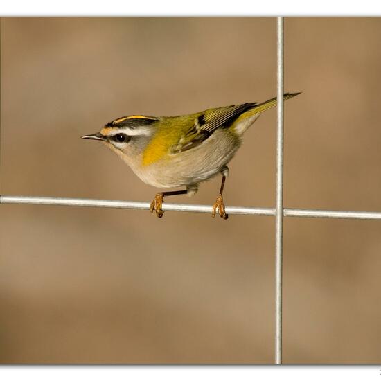 Common Firecrest: Animal in habitat Backyard in the NatureSpots App