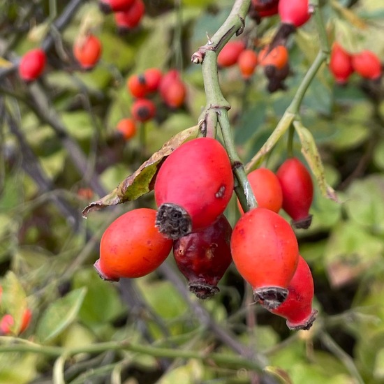 Rosa canina: Plant in nature in the NatureSpots App