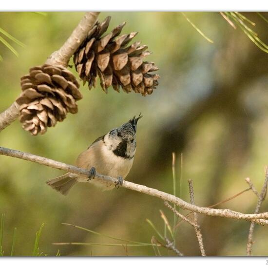 European Crested Tit: Animal in habitat Backyard in the NatureSpots App