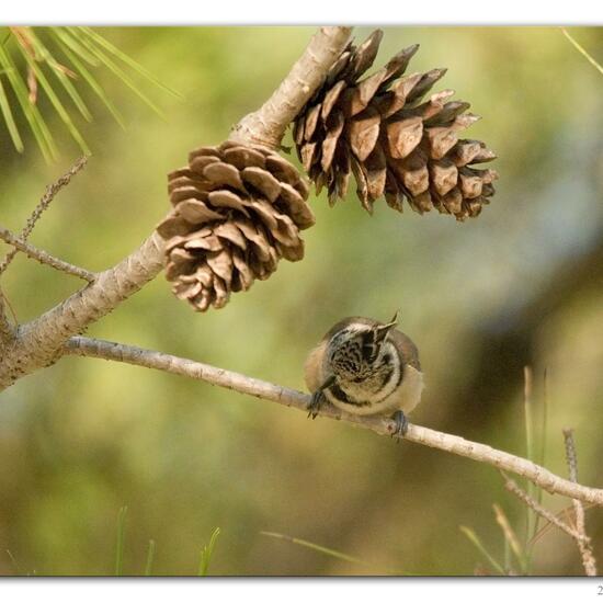 Haubenmeise: Tier im Habitat Hinterhof in der NatureSpots App