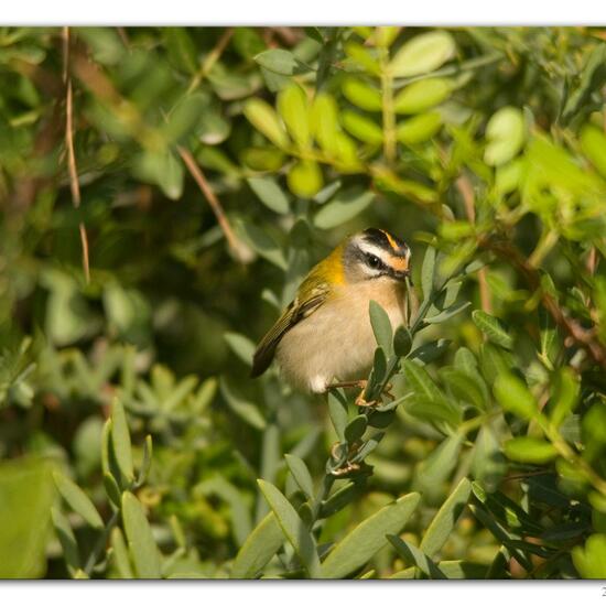 Common Firecrest: Animal in habitat Backyard in the NatureSpots App