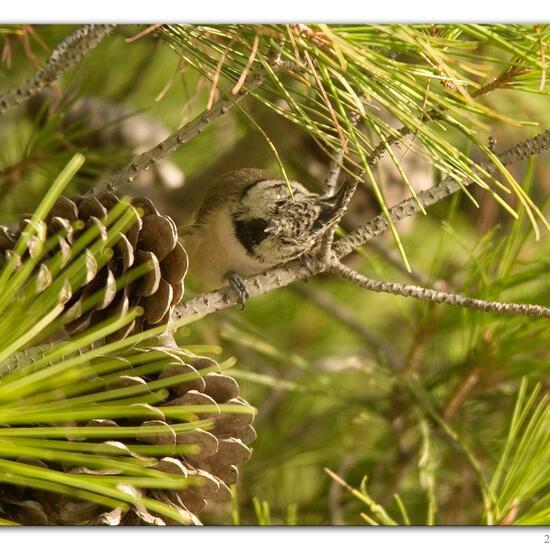 Haubenmeise: Tier im Habitat Hinterhof in der NatureSpots App