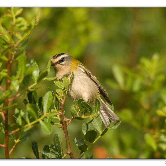 Common Firecrest: Animal in habitat Backyard in the NatureSpots App