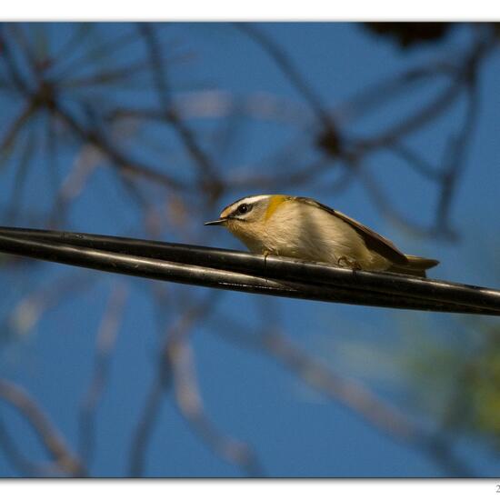 Common Firecrest: Animal in habitat Backyard in the NatureSpots App