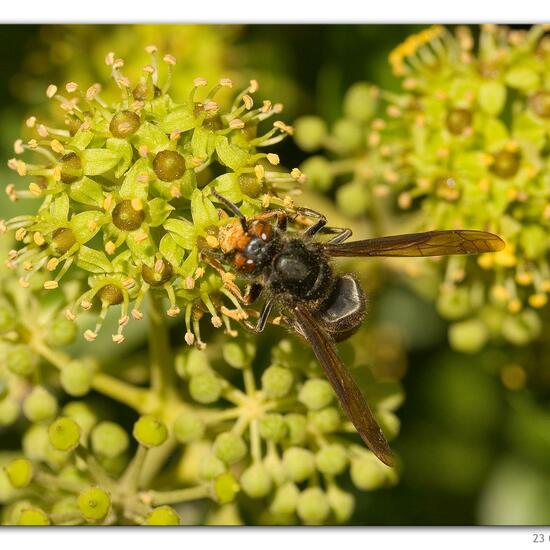 Vespa velutina: Tier in der Natur in der NatureSpots App