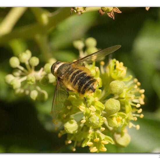 Hottentottenfliege: Tier in der Natur in der NatureSpots App