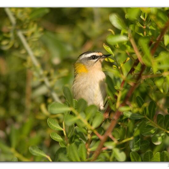 Common Firecrest: Animal in habitat Backyard in the NatureSpots App